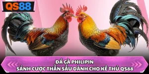 Đá Gà Philippines - Sảnh Cược Thần Sầu Dành Cho Kê Thủ QS88