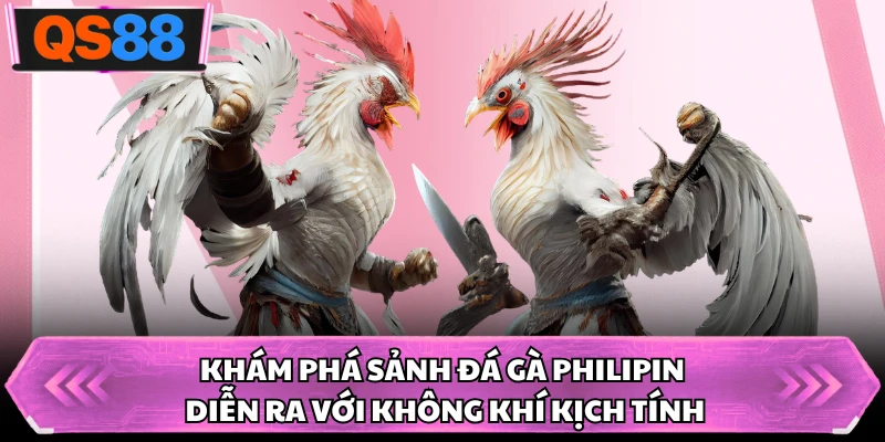 Khám phá sảnh đá gà Philipin diễn ra với không khí kịch tính